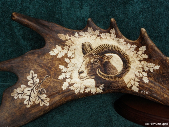 Moje práce - muflon