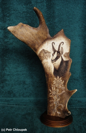 Moje práce - kamzík