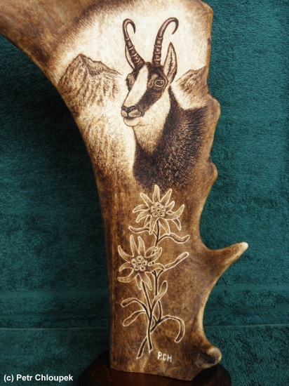 Moje práce - kamzík