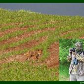 Moje první liška!!