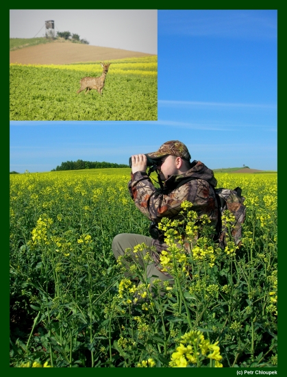 Na lovu srnčí zvěře s fotoaparátem