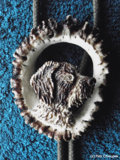 Moje práce - mořené bolo (český fousek)