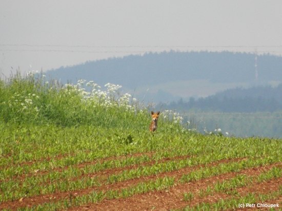 Lištička