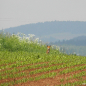 Lištička