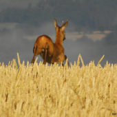 Špičák s jedním parůžkem