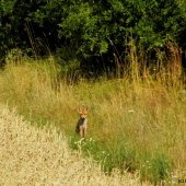 Moje druhá vyfocená lištička!!