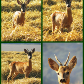 Napískaný srnec (fotoseriál)