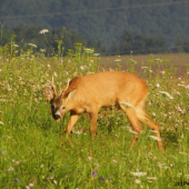 Tak si mě rychle vyfoť, musím za srnou, ať mi neuteče...