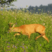 ... však já si tě podle pachu najdu!!