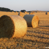 Když je sklizeno...
