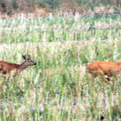 Však já tě pěkně proženu...