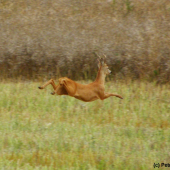 Srnec prchá před svým sokem