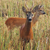 Ze srnčí říje 2011 (1)