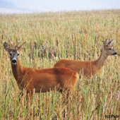 Ze srnčí říje 2011 (2)