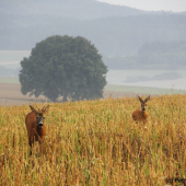 Za časného rána...
