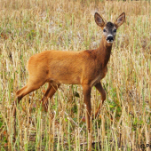 Roček odehnaný svým sokem