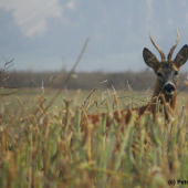 Škůdník, postrach všech srnců během říje!! (1)