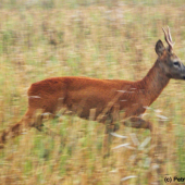 Škůdník, postrach všech srnců během říje!! (2)