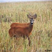 Tak tohle je moje krasavice, ale zatím ti ji neukážu...