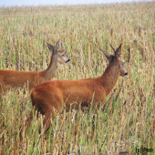 Ty mně neutečeš, o to se postarám...