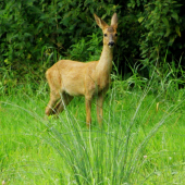Zvědavé srnče (1)