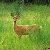 Zvědavé srnče (2)