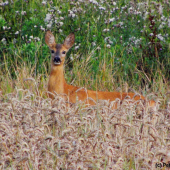 Chvíli mě pozorovala a pak mi vynadala... (1)