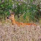 Chvíli mě pozorovala a pak mi vynadala... (2)
