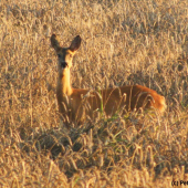 Ozářená ranními paprsky...