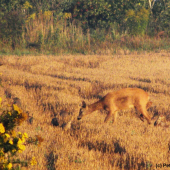 Na ranní pastvě s mladými bažanty... (1)