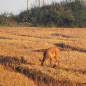 Na ranní pastvě s mladými bažanty... (2)