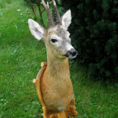 Starý šesterák (III. věk. tř.)