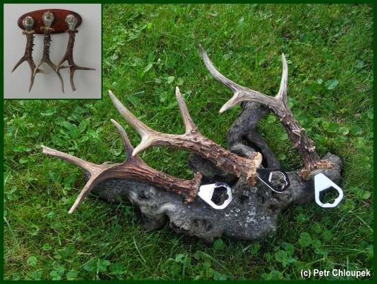 Kapitální srnčí shozy