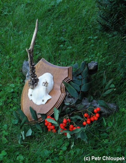 Raritní srnec (2)