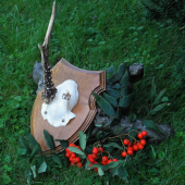Raritní srnec (2)