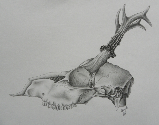 Srnčí trofej (studie 1)