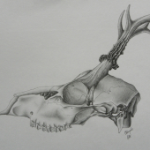 Srnčí trofej (studie 1)