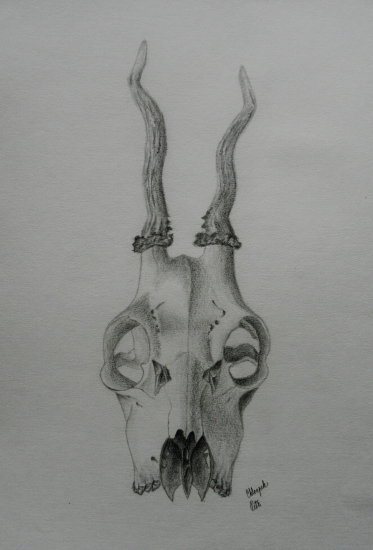 Srnčí trofej (studie 2)