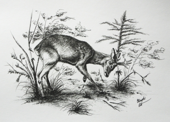 Značkování teritoria