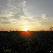 Lány kukuřice - ráj černé zvěře