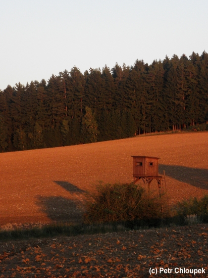 Západ slunce nad lesem...