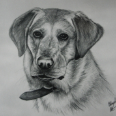 Labrador