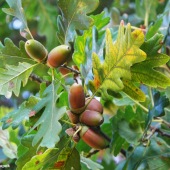 Žaludy - pochoutka černé zvěře
