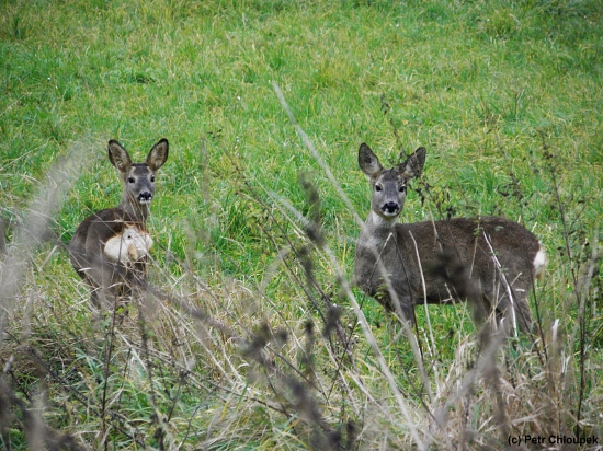 Na zahradě pod lesem...