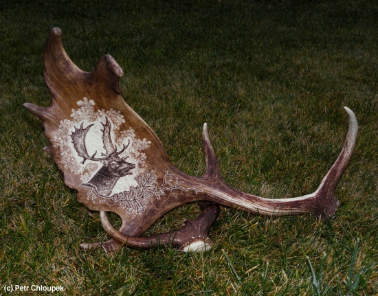 Rochající daněk 2