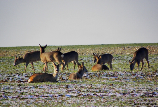 Předvánoční idylka...