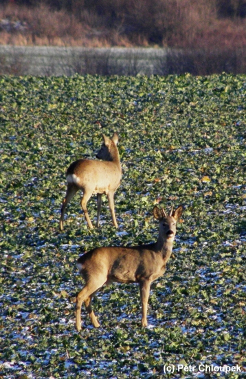 Ještě s parůžky...