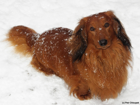Žolík na prvním letošním sněhu...