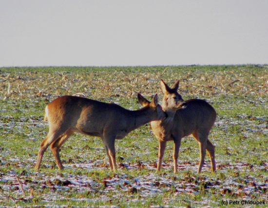 Očista musí být...