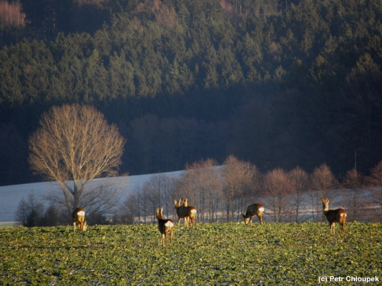 Na rozloučenou se starým rokem (1)